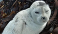 Baby seal rescued off Clare coast, over 2,000 miles away from her Arctic home