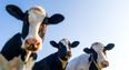Study finds that cattle can talk to each other about how they feel