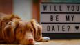 Dublin pub to host a ‘doggy date night’ where you can bring your dog to dinner