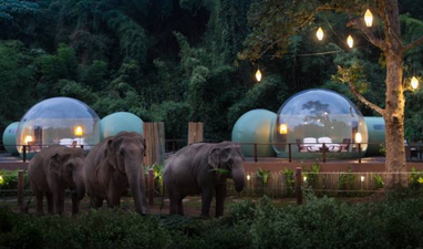 You can now book a night elephant watching in these jungle bubble pods