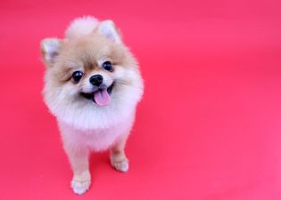 Petmania have launched a Valentine’s Day pamper package for your pooch and it’s TOO cute