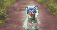 My heart, Penneys just dropped more adorable dog costumes including a lil’ raincoat
