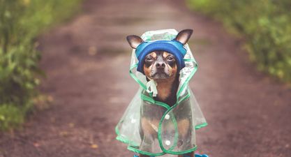 My heart, Penneys just dropped more adorable dog costumes including a lil’ raincoat