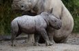 Welcome to the world! A gorgeous little rhino calf has been born at Dublin Zoo
