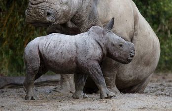 Welcome to the world! A gorgeous little rhino calf has been born at Dublin Zoo