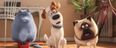 The Secret Life of Pets is on RTÉ One tonight and that’s our Saturday evening sorted