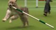 WATCH: Kratu the rescue dog stole the show with hilarious run at Crufts’ agility course