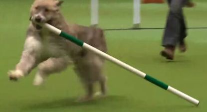 WATCH: Kratu the rescue dog stole the show with hilarious run at Crufts’ agility course