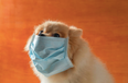 ‘No evidence’ that pets can catch or transmit coronavirus, reassures ISPCA