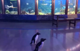 Today’s adorable animal update features penguins roaming around an empty aquarium
