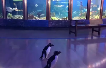 Today’s adorable animal update features penguins roaming around an empty aquarium
