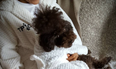 You and your doggo can now have matching robes and it’s the news we needed