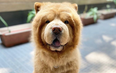 Chowder ‘the bear dog’ is the adorable ball of fluff your Friday needs