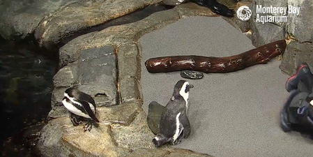 #SocialDistancing: Feeling overwhelmed? An aquarium livestream might be a decent distraction