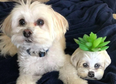You can buy a painted planter of your dog’s face so Monday is already ten times better