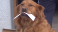 Golden retriever Sunny delivers groceries to his owner’s neighbour and what a good boy