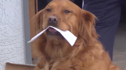 Golden retriever Sunny delivers groceries to his owner’s neighbour and what a good boy