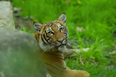#Covid-19: Tiger in New York zoo tests positive for coronavirus