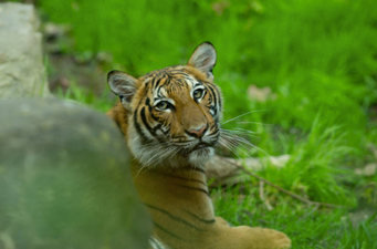 #Covid-19: Tiger in New York zoo tests positive for coronavirus