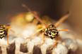 Here’s how to stop flies and wasps from coming into your house