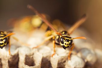 Here’s how to stop flies and wasps from coming into your house