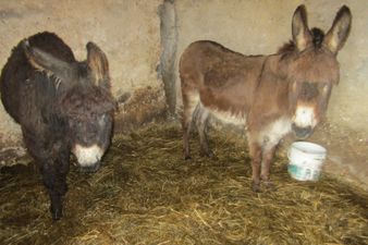 Six donkeys and two ponies rescued from ‘terrible’ living conditions in Co. Donegal