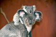 Australian wildlife park welcomes first baby koala following bushfires