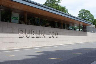 #Covid-19: Dublin Zoo reopens today with new safety measures in place