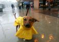 You can now get matching printed rain macs for you and your dog
