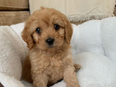 Model Joanna Cooper has introduced her new puppy ‘Kevin’ to the world