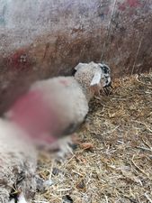 Gardaí issue warning about dogs attacking livestock