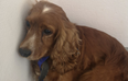 Gardaí seek public’s assistance in returning stolen dog to her home