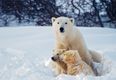 Polar bears could be extinct by end of century due to climate change, predict researchers