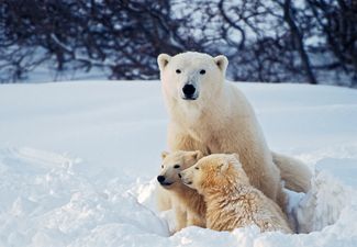 Polar bears could be extinct by end of century due to climate change, predict researchers