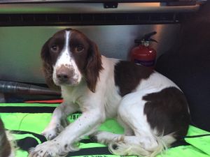 Gardaí appeal to find owner of stolen “nervous” dog, reunite second dog with owner