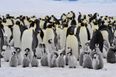 11 new Emperor penguin colonies discovered in Antartica