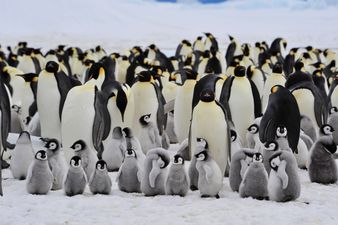 11 new Emperor penguin colonies discovered in Antartica