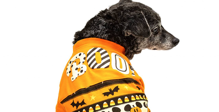 Disney are now selling matching dog and human Hallowe’en jumpers and yeah, we definitely need them