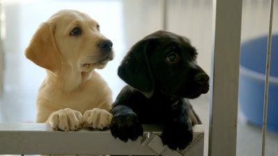 Ashton Dog Pound in Dublin under investigation for animal welfare incident