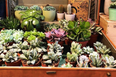 Plant parents: 4 places to buy new plant friends in Dublin City