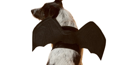 Lidl is stocking dog Halloween costumes next week and sorry now, how adorable?