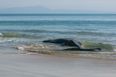 At least 380 whales die in mass stranding off Australian coast