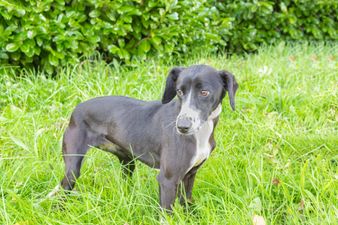 Dog locked in a crate rescued by the ISPCA over the weekend