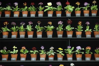 5 emotional stages of becoming a plant mom for the first time