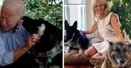 Biden’s dogs, Champ and Major, have officially entered the White House