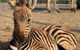 Baby zebra dies after being scared by fireworks