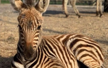 Baby zebra dies after being scared by fireworks