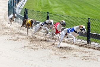 Motion to phase out greyhound racing funding to be put to Dáil this week