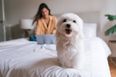 Sleeping with your dog in bed can actually be good for your health, shows study