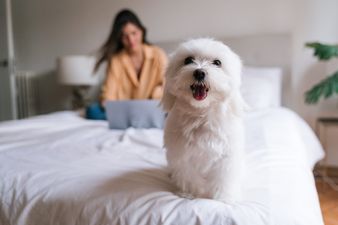 Sleeping with your dog in bed can actually be good for your health, shows study